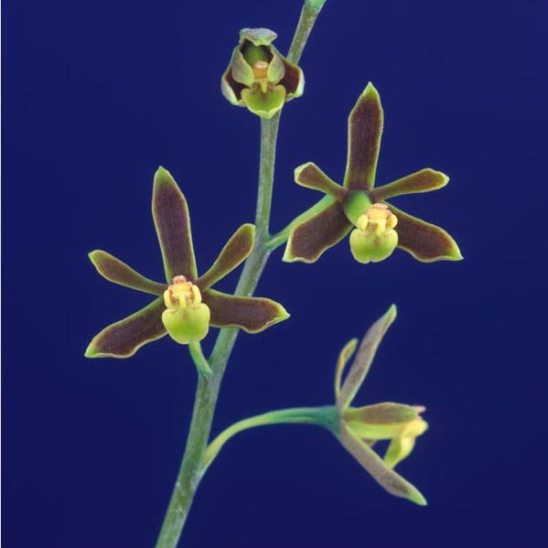 Prosthechea barbozae
